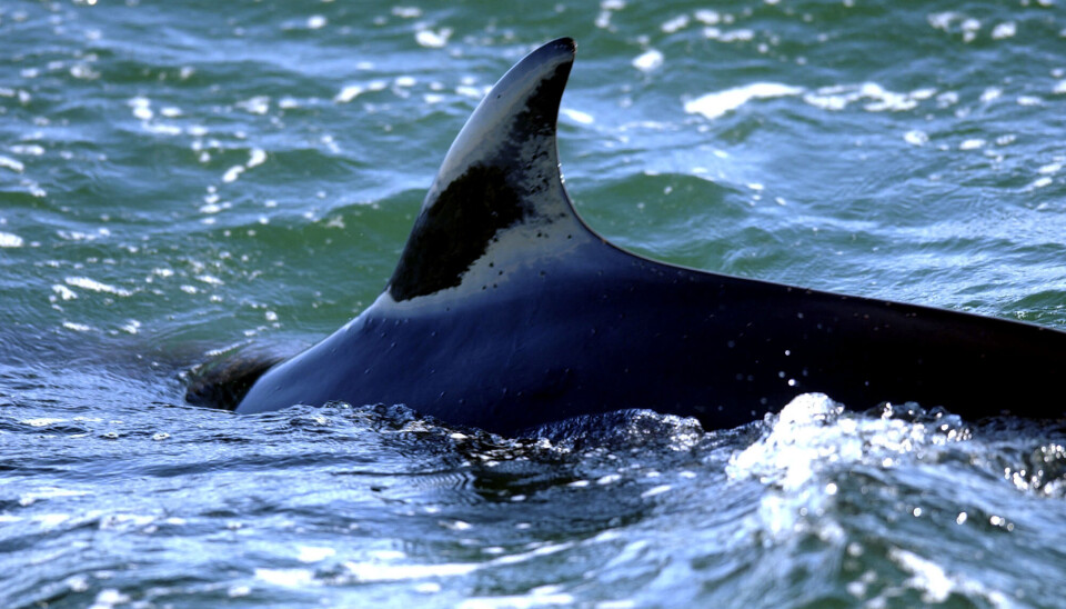 BALAENOPTERA ACUTOROSTRATA: Vågehvalen er en bardehvalart i finnhvalfamilien, og dannet grunnlaget for den norske småhvalfangsten som startet i slutten av 1920-årene. Hvalen kan bli opp til ti meter lang og veie opp mot ti tonn. BALAENOPTERA ACUTOROSTRATA: Vågehvalen er en bardehvalart i finnhvalfamilien, og dannet grunnlaget for den norske småhvalfangsten som startet i slutten av 1920-årene. Hvalen kan bli opp til ti meter lang og veie opp mot ti tonn.