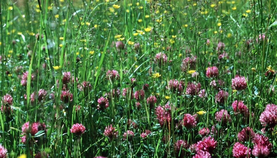 VILTVOKSENDE: Dette er et illustrasjonsbilde av sommerblomster. Naboen til ubebodde forsvarsboliger i Bodø reagerer på at hagene ikke vedlikeholdes.