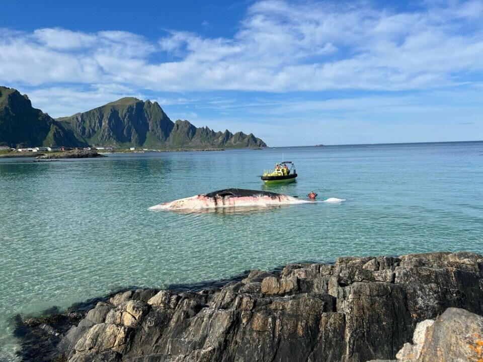 SPERMHVAL: Hvalskrotten ble sett flere steder nord på Andøya. Onsdag dro Kystvakten den til havs. Bildet viser en av Kystvaktens Sjøbjørn arbeidsbåter i nærheten av kadaveret.