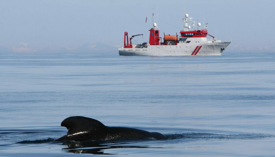 SONAR: Senere i høst skal forskere ved Forsvarets forskningsinstitutt teste nye sonarer og deres påvirkning på hvaler.