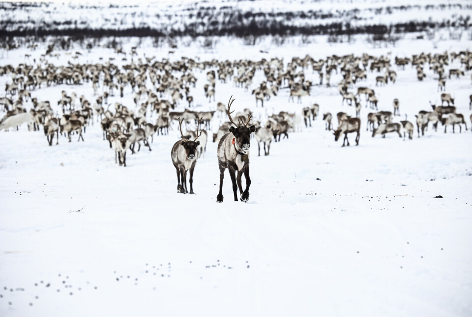 FLOKK: Hundrevis av reinsdyr på Finnmarksvidda. Nato-øvelsen Nordic Response har ført til at beiteområdet har blitt minsket.