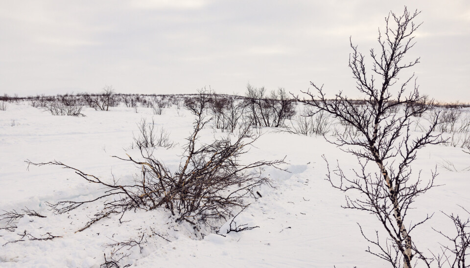 FILLEBITER: Stridsvogner har pløyet over et tre på Finnmarksvidda.