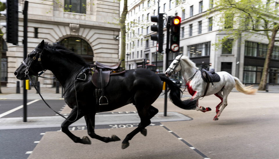 BLODIG: Minst én av hestene pådro seg skader etter at de ble skremt under en øvelse. Hestene tjenestegjør i the Household Cavalry i den engelske hovedstaden.