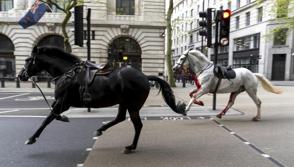 TO VILLE HESTER: Vida (t.h.) sammen med en av de andre hestene som løp gjennom Londons gater i april.