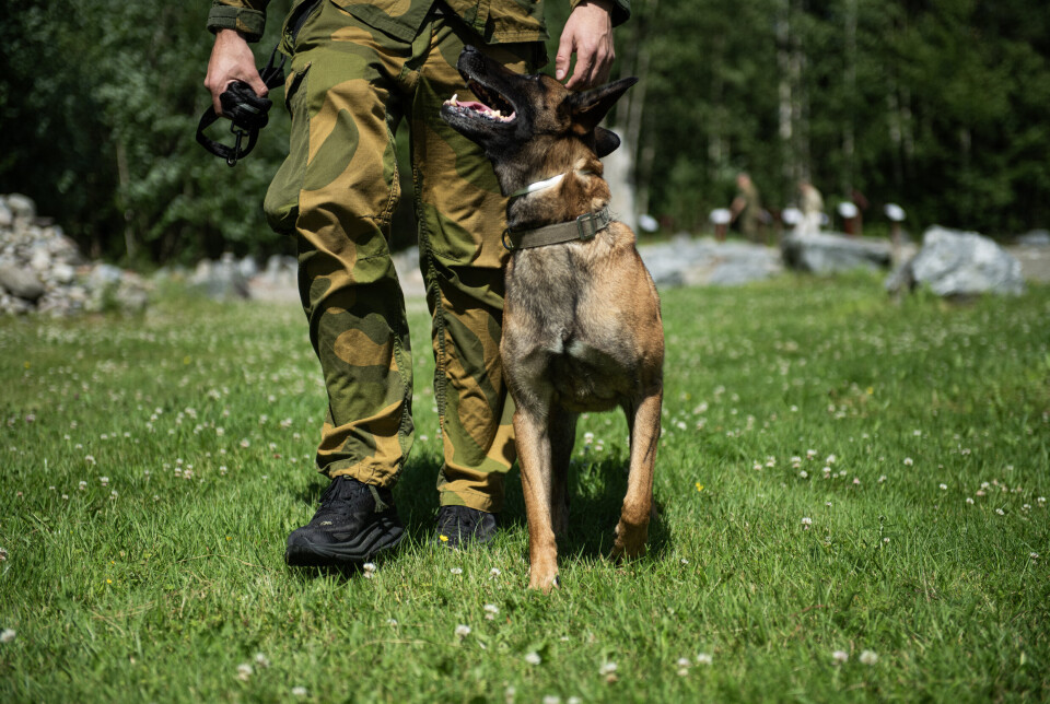 UTVIDER: Forsvarets hundeskole utvider tjenestetiden til vernepliktige hunderøktere. På bildet er bombehunden Petra med trener på Forsvarets hundeskole på Hauerseter leir i 2024.