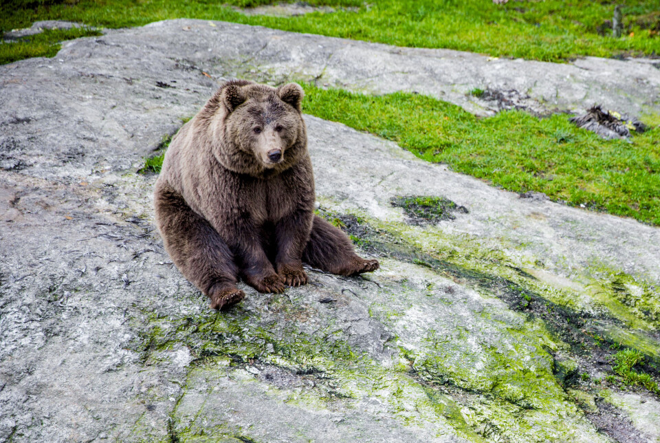 MASKOT?: Noen mener den nye bataljonen bør trekke navn fra lokal natur og dyr. Denne konkrete brunbjørnen er ikke ute og kriger, men sitter i en bjørnepark i Flå.
