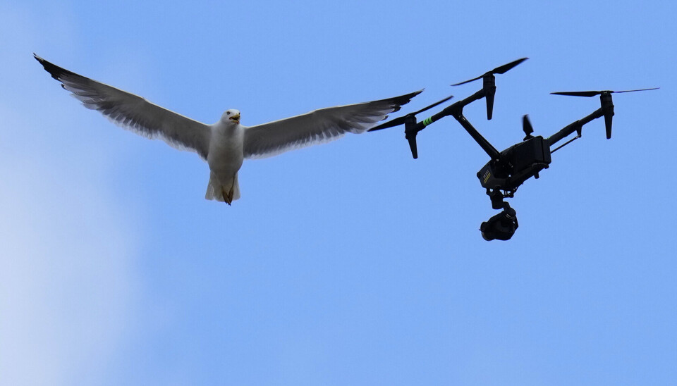 DRONE: En drone brukt av en TV-kanal angripes av en måke over Vatikanstaten 8. mai i år. Droner brukes til mange sivile formål i dag, men kan være aktuelle for militæret i en krise- og krigssituasjon.