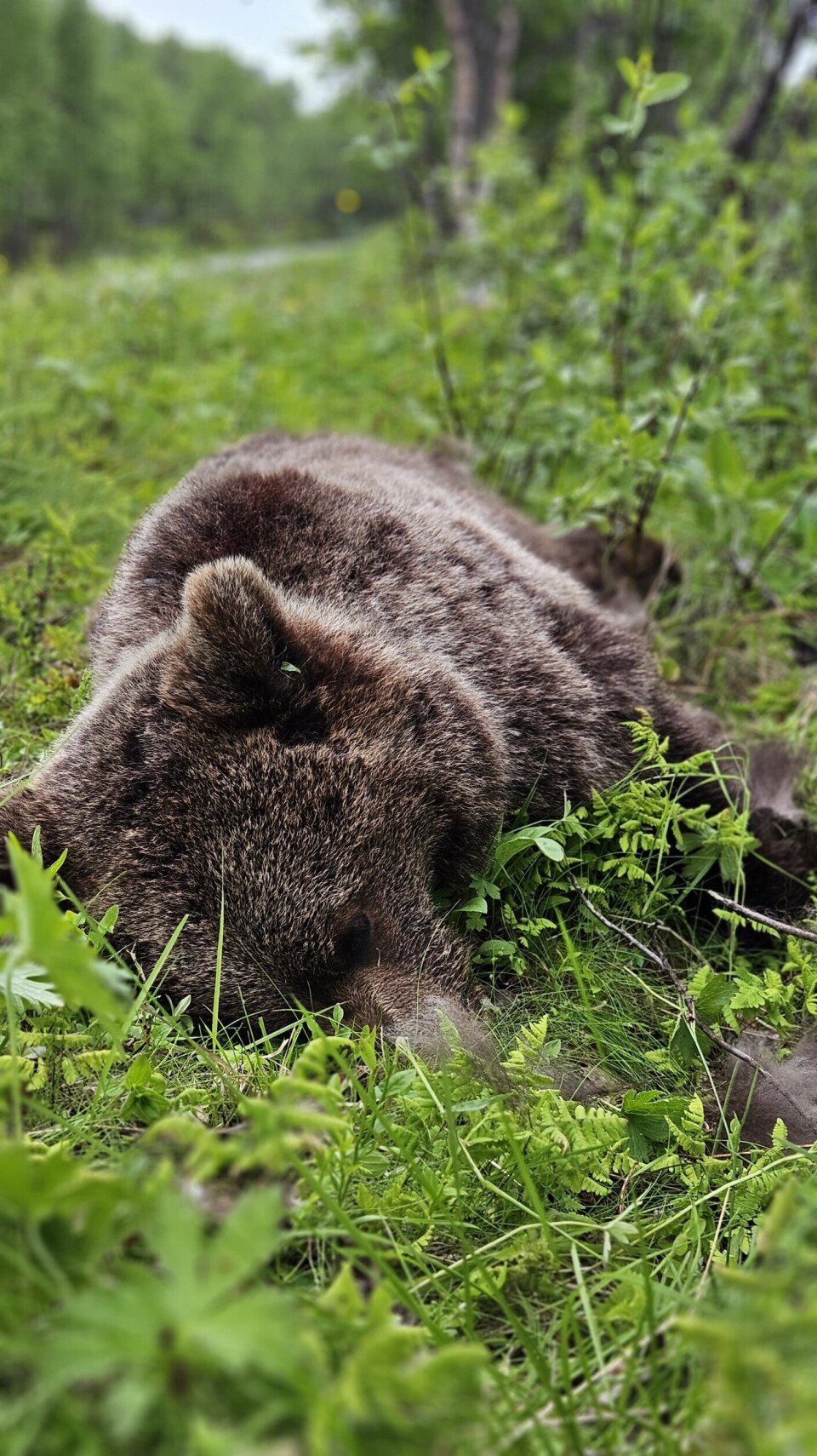 FELT: Statens naturoppsyn felte en hannbjørn i Jarfjord 1. juli.