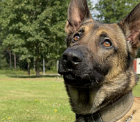 Hundeskolens råd til hundeeiere i varmen