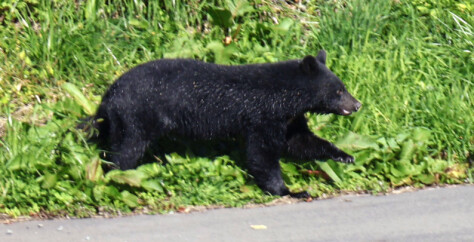 Japan kobler på militæret etter flere bjørneangrep