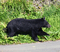 Kobler på militæret etter flere bjørneangrep