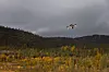 FPV-drone i luften over skog og gult vegetasjonsfelt under en mørk himmel.